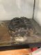 Alligator Snapping Turtle Reptiles for sale in New York, NY 10025, USA. price: NA