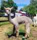 Alpaca Animals for sale in Arcadia, Indiana. price: $3,600