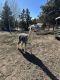 Alpaca Animals for sale in Redmond, Oregon. price: $150