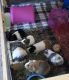 8 female Guinea pigs for rehoming