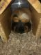 Alpaca Guinea Pig Rodents for sale in Burley, ID, USA. price: NA