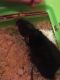 Alpine Woolly Rat Rodents for sale in Olympia, WA, USA. price: NA