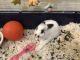 Amami Rabbit Rabbits for sale in Lakewood Township, NJ 08701, USA. price: NA