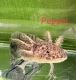 Amargosa Toad Amphibians