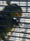 Amazon Birds for sale in 5220 W 25th Ave, Hialeah, FL 33016, USA. price: NA
