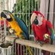 Amazon Birds for sale in Algoma, Mississippi. price: $2,500