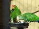 Amazon Birds for sale in Lincoln, NE, USA. price: $500