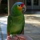 Amazon Birds for sale in Lincoln, NE, USA. price: $400