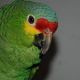 Amazon Birds for sale in Lincoln, NE, USA. price: $400