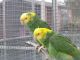 Amazon Birds for sale in New York, NY, USA. price: $650