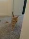 American Bobtail Cats for sale in Houston, TX, USA. price: $85