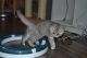 American Bobtail Cats for sale in Orlando, FL, USA. price: $900