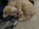 American Bobtail Cats for sale in Lancaster, CA, USA. price: $350