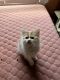 American Bobtail Cats for sale in Knoxville, TN, USA. price: $250