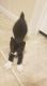American Bobtail Cats for sale in Kissimmee, FL, USA. price: $500