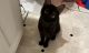 American Bobtail Cats for sale in Burnsville, MN, USA. price: $250