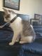 American Bobtail Cats for sale in Germantown, MD, USA. price: $50