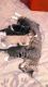 American Bobtail Cats for sale in Auburn, Washington. price: $800