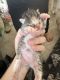 American Bobtail Cats for sale in Enfield, New Hampshire. price: $500
