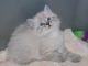 American Bobtail Cats for sale in Tampa, FL, USA. price: NA