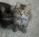 American Bobtail Cats for sale in Hartford, CT, USA. price: NA