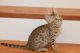 American Bobtail Cats for sale in Jerome, AZ 86331, USA. price: NA