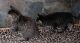 American Bobtail Cats
