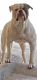 American Bulldog Puppies for sale in Splendora, TX, USA. price: NA