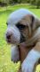 American Bulldog Puppies for sale in Thayer, MO 65791, USA. price: NA