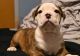 American Bulldog Puppies for sale in Burnham, IL, USA. price: NA