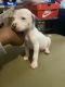 American Bulldog Puppies for sale in Savannah, GA, USA. price: NA