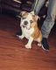 American Bulldog Puppies for sale in Los Angeles, CA, USA. price: $3,000