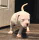 American Bulldog Puppies for sale in Glencoe, OK 74032, USA. price: $200