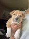 American Bulldog Puppies for sale in Grandview, MO, USA. price: $300