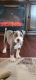 American Bulldog Puppies for sale in Avondale, AZ, USA. price: NA