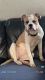 American Bulldog Puppies for sale in Lake Charles, LA, USA. price: NA