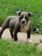 American Bulldog Puppies for sale in Milwaukee, WI, USA. price: NA
