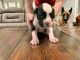 American Bulldog Puppies for sale in Lakeland, FL, USA. price: NA