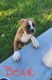 American Bulldog Puppies for sale in Middleton, MI 48856, USA. price: $40,000