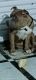 American Bulldog Puppies for sale in Vasai-Virar, Maharashtra, India. price: 40000 INR