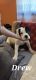 American Bulldog Puppies for sale in Glenmoore, PA, USA. price: $250
