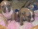 American Bulldog Puppies for sale in Los Angeles, CA, USA. price: $500