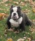 American Bulldog Puppies for sale in Schiller Park, IL 60176, USA. price: $5,000