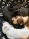 American Bulldog Puppies for sale in Marlette, MI 48453, USA. price: $500