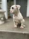 American Bulldog Puppies for sale in Salem, OR, USA. price: $800