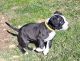 American Bulldog Puppies for sale in Clio, MI 48420, USA. price: $400