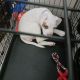 American Bulldog Puppies for sale in 242 Pine Ln, Justice, IL 60458, USA. price: $700