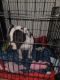 American Bulldog Puppies for sale in Casa Grande, AZ 85193, USA. price: $500