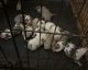 American Bulldog Puppies for sale in Syracuse, NY, USA. price: NA