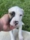 American Bulldog Puppies for sale in Hialeah, FL, USA. price: NA